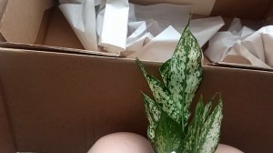 Первый опыт покупки растений из Тайланда. Распаковка аглаонем
