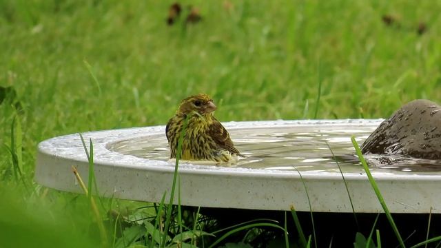1154. Zvonohlík zahradní, European Serin, Girlitz, Europese kanarie, Канареечный вьюрок, Kulczyk смотреть онлайн