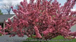 Яблоня Роял Бьюти