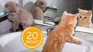 САМЫЕ СМЕШНЫЕ детёныши животных ?