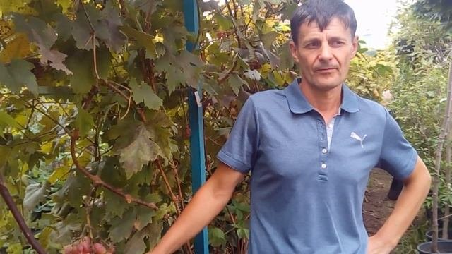 Полив винограда и какие проблемы из-за этого возникают при выращивании и перезимовке