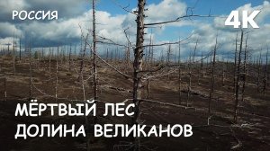 Мир Приключений - Мёртвый лес. Переход через долину Великанов. Вулкан Плоский Толбачик. Камчатка.