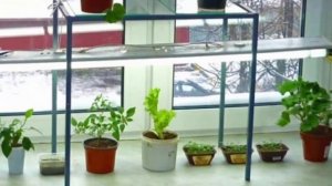Комнатные растения в отопительный сезон. Чем опасно тепло от батарей для растений?