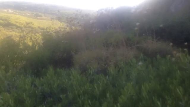 ПУТЕШЕСТВИЕ В ГОРЫ.. И КАК РАСТЕТ ИНЖИР. смотреть онлайн