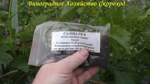 Внимание - гроздевая листовертка! Не забудьте сделать обработку от этого вредителя.