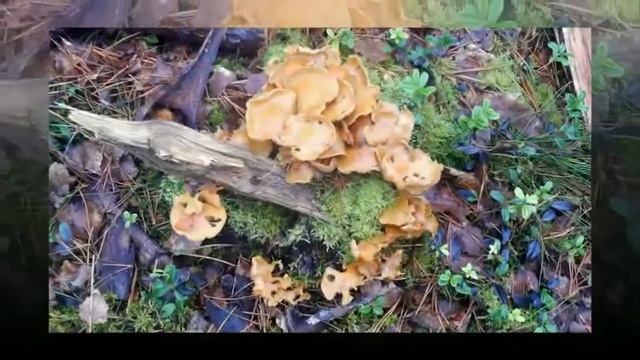 Сказки польского леса (12 ноября 2017) смотреть онлайн