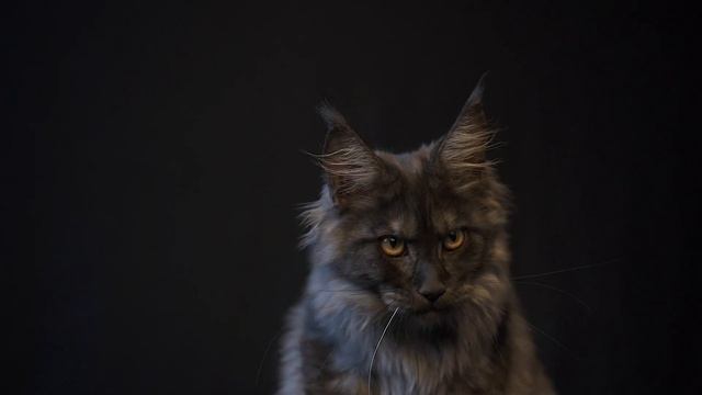 Maine Coon kittens development | Week 21 смотреть онлайн
