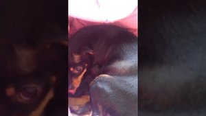 Роды Той Терьера тоечки