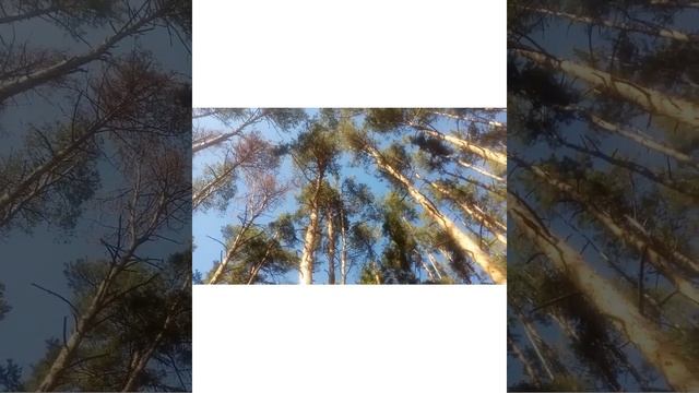 ЛЕСОПАРК "СОСНОВКА" ?Собираем шишки ? ?