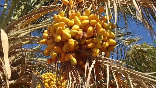 Жёлтые финики Сезон фиников в Египте. Самый полезный фрукт. Кладезь витаминов смотреть онлайн