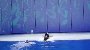 Москвариум 21.03.19 Морской лев