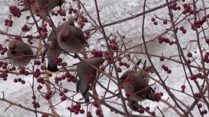 Прилетели Свиристели. Весна.
