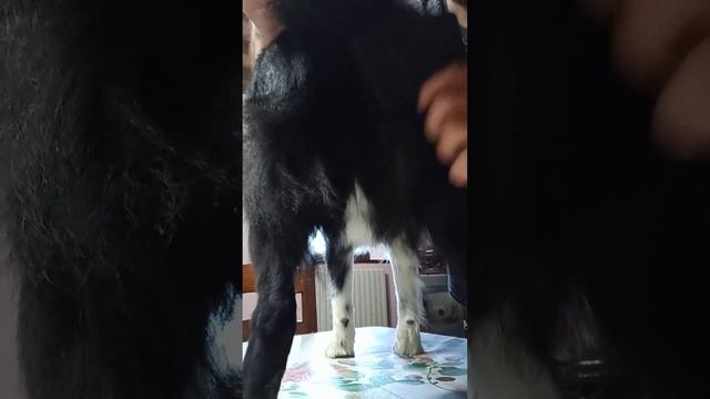 ❤️ISCRIVITI❤️ Relaxing video! Video rilassante,spazzolo il mio cane! #bordercollie #relaxing #relax