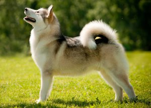 Dog & Собака