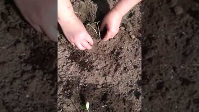 Как посадить огурцы (на даче) смотреть онлайн