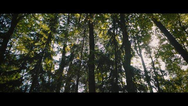 Forest BROLL   Lumix GX80GX85  Panasonic 12-35 2.8 II  Budget 4K Camera  FULLHD 60fps
