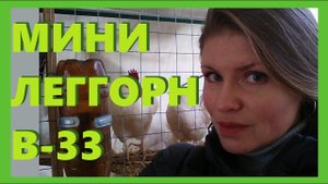 Карликовый Леггорн В-33. Мини Леггорн - яичная порода кур