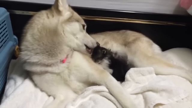 Кошку спасли и вырастили хаски. Теперь она считает себя собакой..! смотреть онлайн