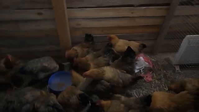 Зеленый корм курам (часть 1) // Как повысить яйценоскость кур зимой // Нескучная жизнь в деревне