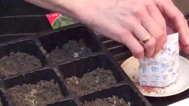 ЛАВАНДА. Как сеять лаванду на рассаду смотреть онлайн