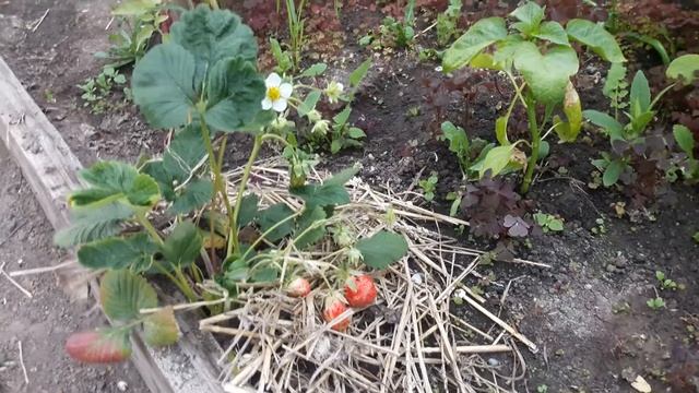 Можно ли выращивать клубнику в парнике? смотреть онлайн