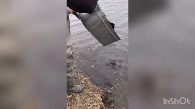 Зарыбление карася 2020 смотреть онлайн