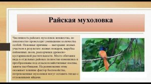 Мухоловка - интересная и красивая птичка. Виды мухоловок.