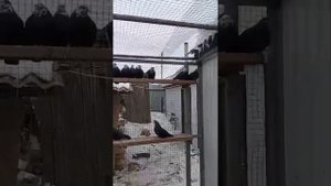 Леушковские голуби Артищева Юрия!