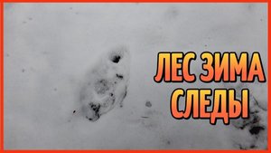 ЛЕС ЗИМА СЛЕДЫ