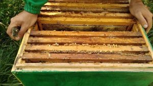 Двухматочное содержание пчелиних отводков дает хорошие медовые плоды