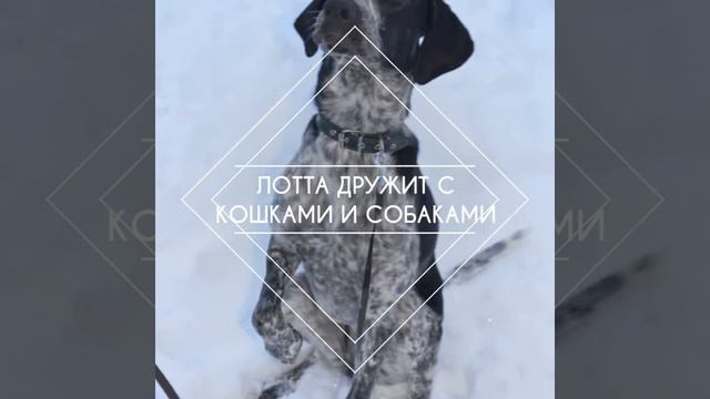 Лотта смотреть онлайн