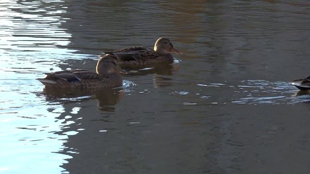 Видео тест фотокамеры(Video test) SONY DSC-HX300 смотреть онлайн