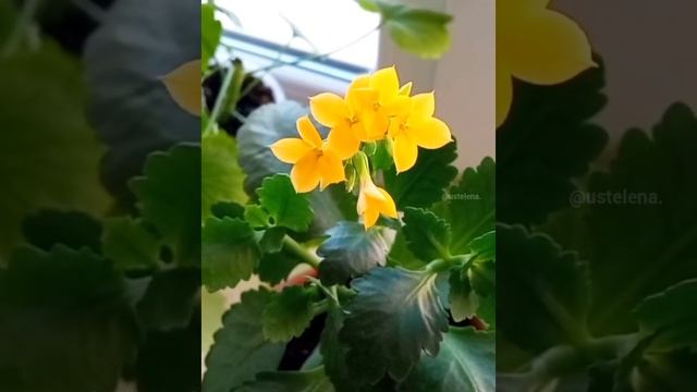 Каланхоэ. Пересадка. Горшок. Kalanchoe.