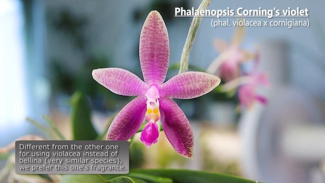 What's in Bloom - Orchids // June 2023 смотреть онлайн