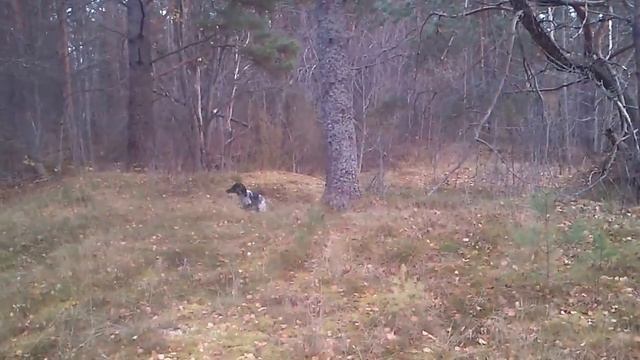 Утренняя прогулка со спаниелем на даче.