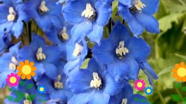 Дельфиниум культурный Pacific Giant Blue Bird. Краткий обзор, описание характеристик смотреть онлайн