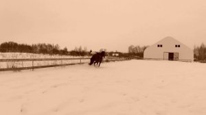 Нас точно не догонят. Лошадь и человек.