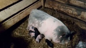 Вьетнамские свиньи/перый опорос и мой первый опыт