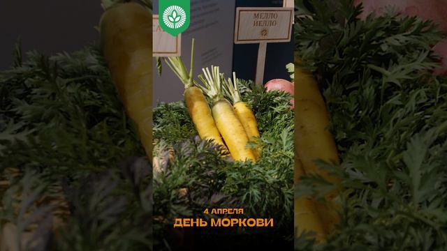 Морковь только по праздникам!