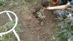 Пересадка ПИОНА в Августе