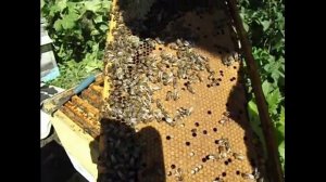 что такое - печатный расплод у пчел