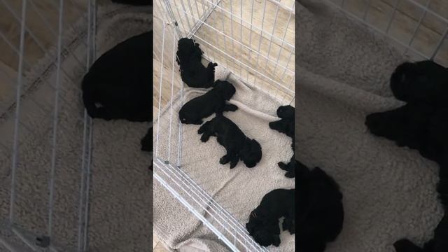 Как я поддерживаю чистоту в вольере смотреть онлайн