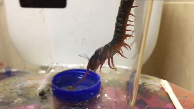 ЖЕСТЬ!!! Сколопендра УБИЛА СЕБЯ!!! Любопытство стоило жизни смотреть онлайн