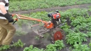 Мотоблок Зубр НТ 105. Окучивание картофеля.