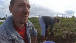 Картофан не растёт на деревьях. Уборка картофеля.
