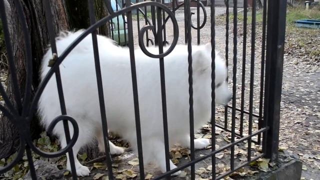 Красивая белая собака породы Самоед Собака гавкает на бродячих собак
