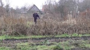 Эксперимент. Сидераты осенью. Амарант и щирица, переросшие