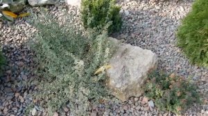 На даче осенью. Ягоды у магонии.Как ведет себя щебень.Сажаю чеснок.Обрезаю пеларгонии.