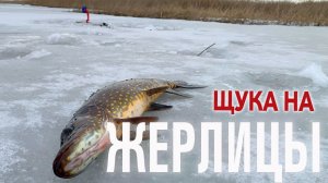 ЗАКРЫЛ ТВЕРДУЮ ВОДУ // ЩУКА НА ЖЕРЛИЦЫ // СНОВА С УЛОВОМ