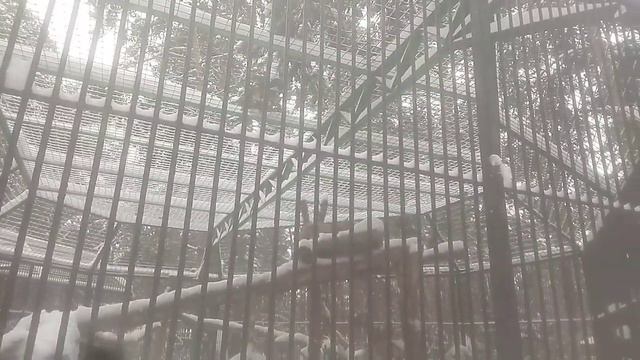 Здравствуйте сотрудники Скажите пожалуйста как зовут этих сибирских рысей 24 декабря 2023 г. смотреть онлайн